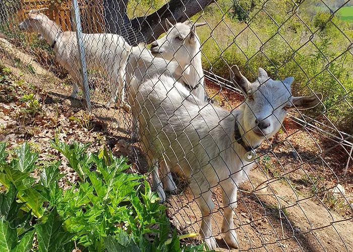 Monteze Paradis Bed & Breakfast Saint-Christol-lès-Alès